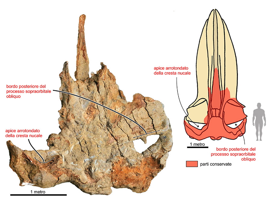 Figura11-cranio-balena-Matera.jpg