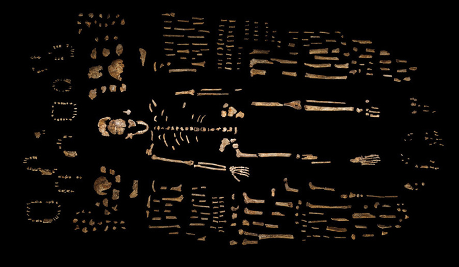 homo_naledi_scheletro_2019.jpg