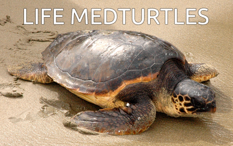 medturtles