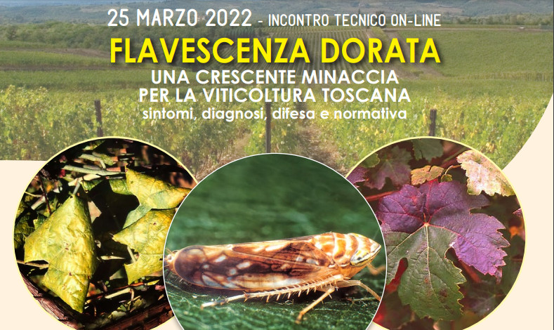 flavescenzadoratalargo