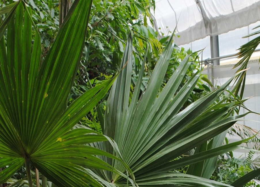 daitropiciaideserti
