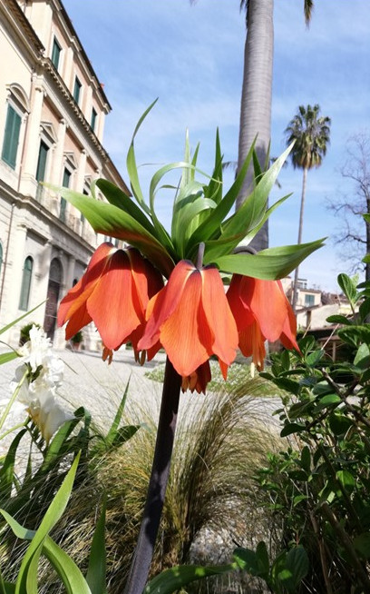 Locandina Aprile l'Orto Botanico si veste di fiorisito.jpg