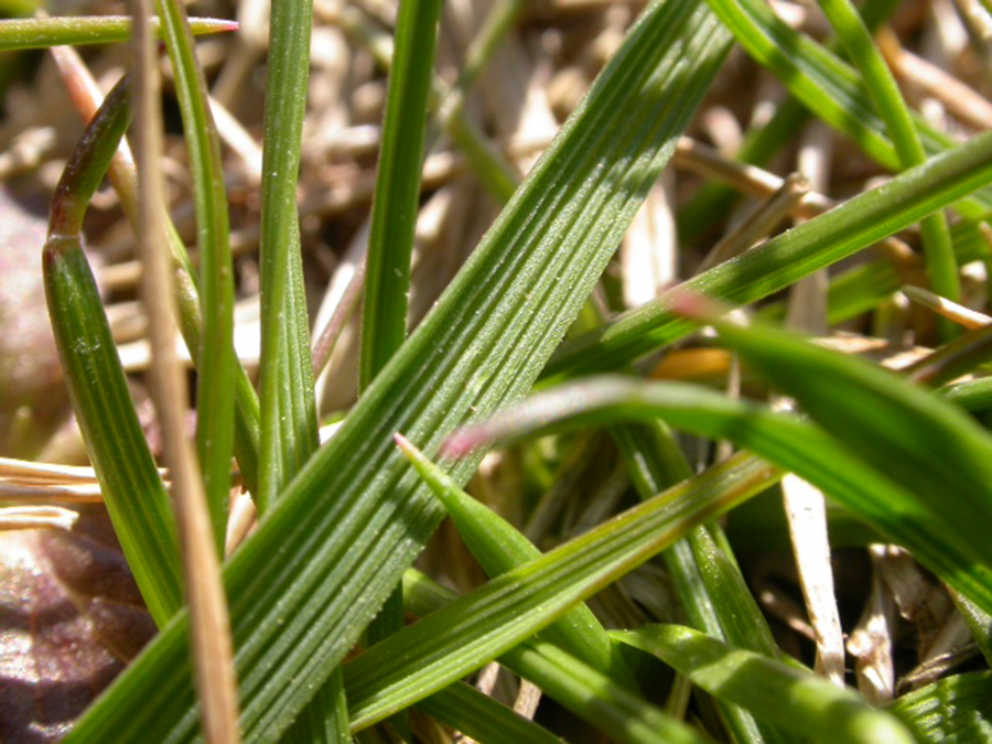 festuca