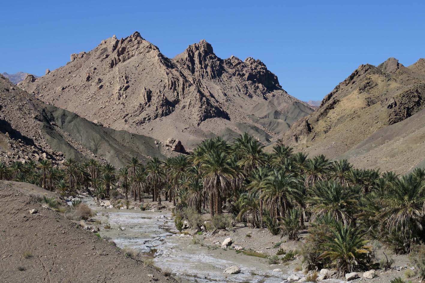 I depositi eocenici deformati del settore esterno della catena del Makran sovrastano delle palme da dattero, prodotto tipico della provinicia di Kerman