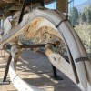 1984-2024: la Galleria dei cetacei del Museo di Storia Naturale dell’Università di Pisa