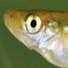 Incontri ravvicinati con le specie aliene