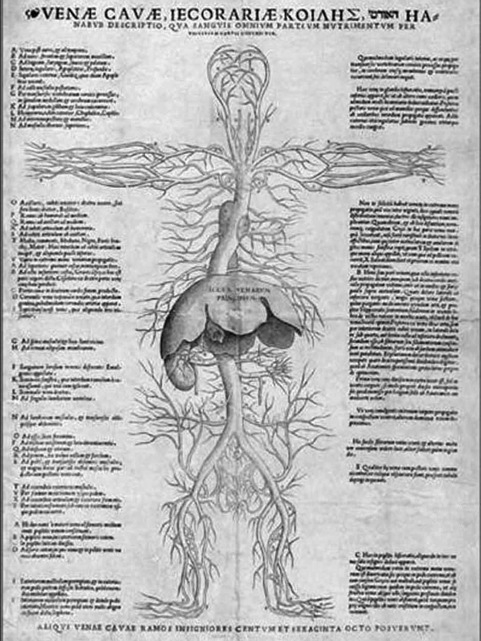 La visione del corpo umano