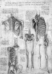 Leonardo, Disegno anatomico