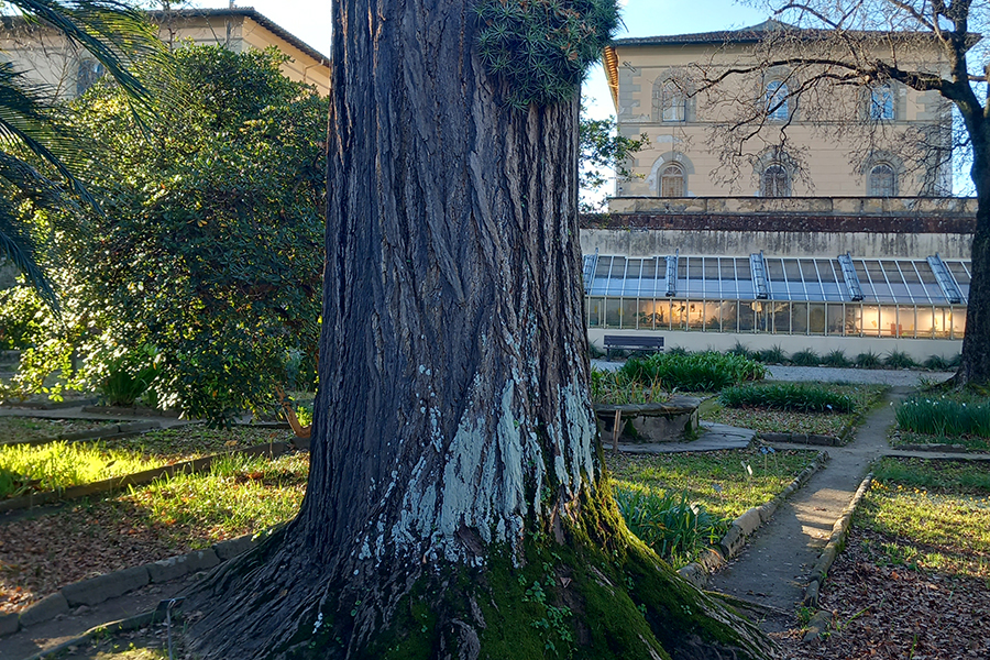 4.Individuo_di_Ginkgo_biloba_vistosamente_colonizzato_alla_base_del_tronco_da_Diploicia_canescens