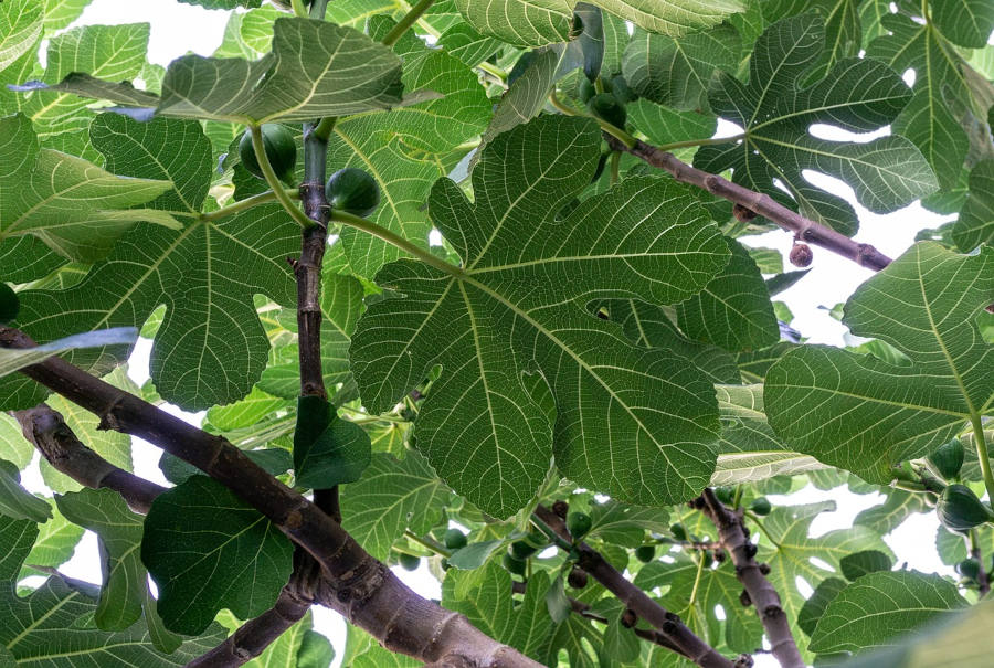 ALBERO_FICO