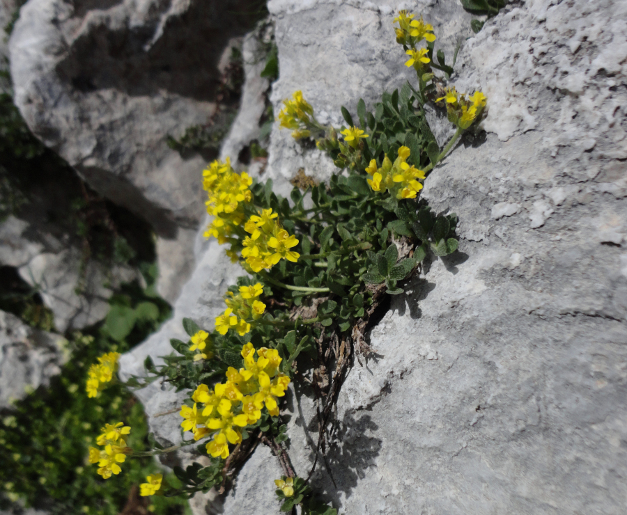 Alyssum diffusum subsp. calabricum