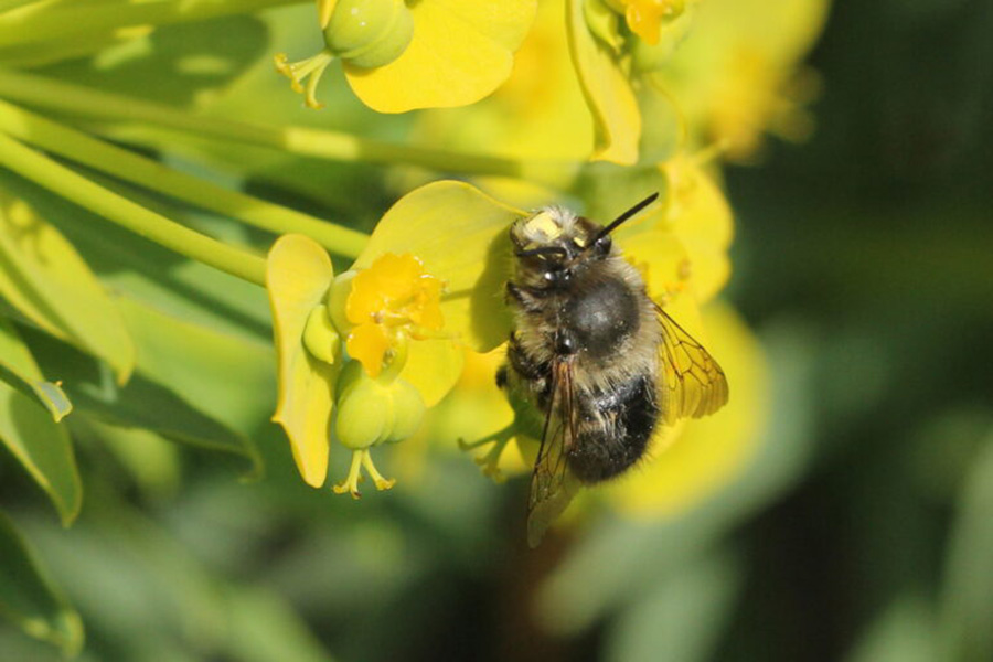 Anthophora-dispar