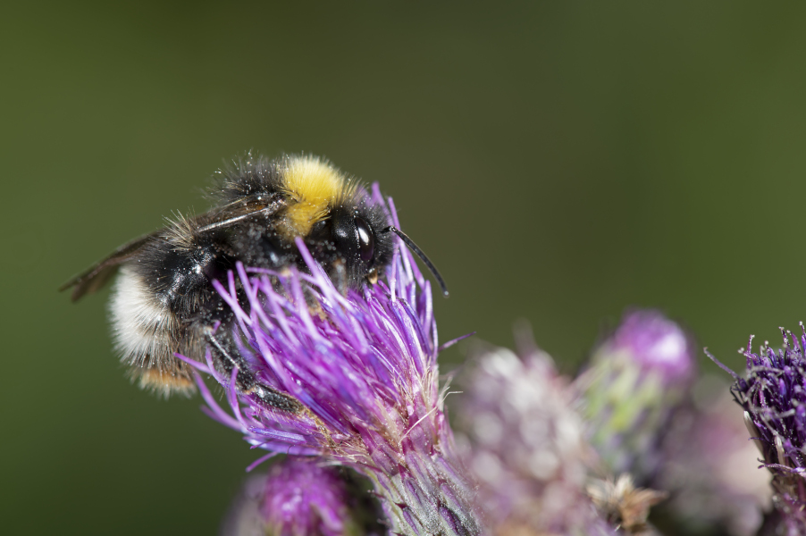 Bombus terrestris group_Serena Magagnoli