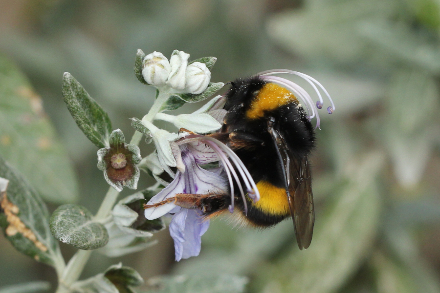Bombus terrestris on Teucrium fruticans_MB