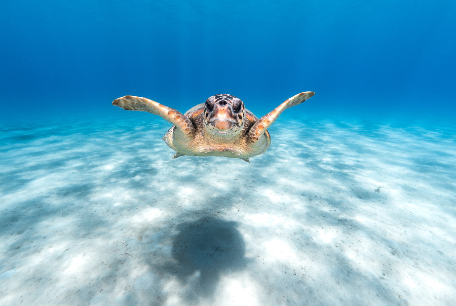 G. Lecoeur - ARCHELON underwater sea turtle