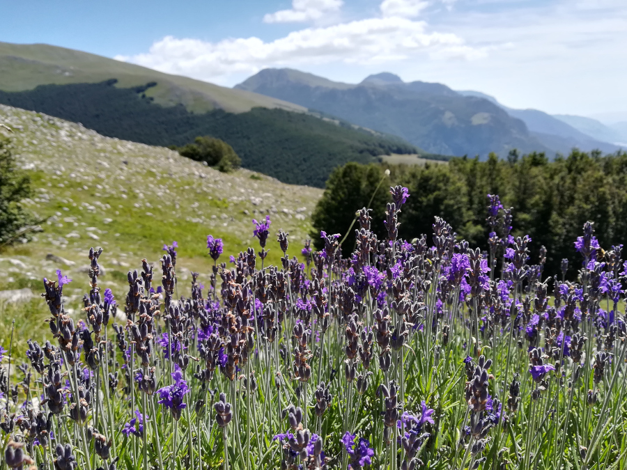 Lavandula austroapenninA Calabria