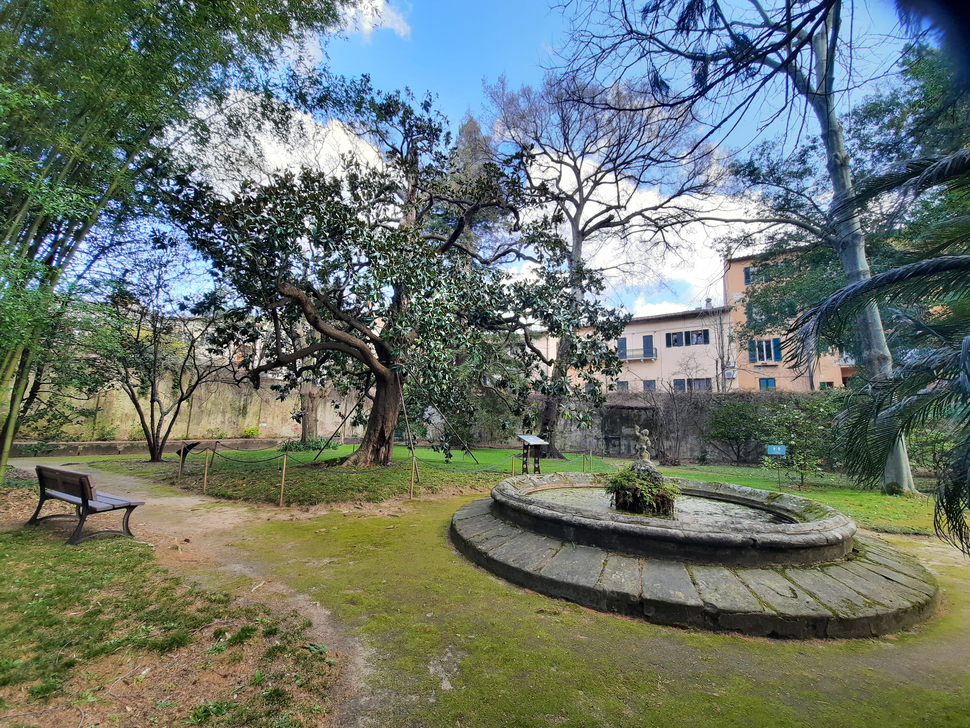 la magnolia dell'orto botanico dell'Università di Pisa