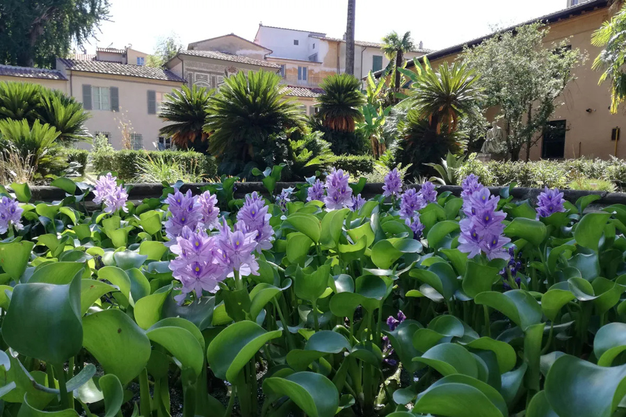 PIANTE