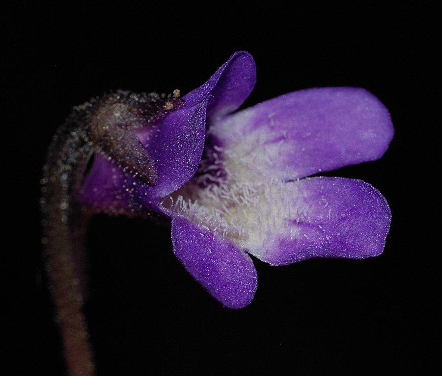 Pinguicula lattanziae