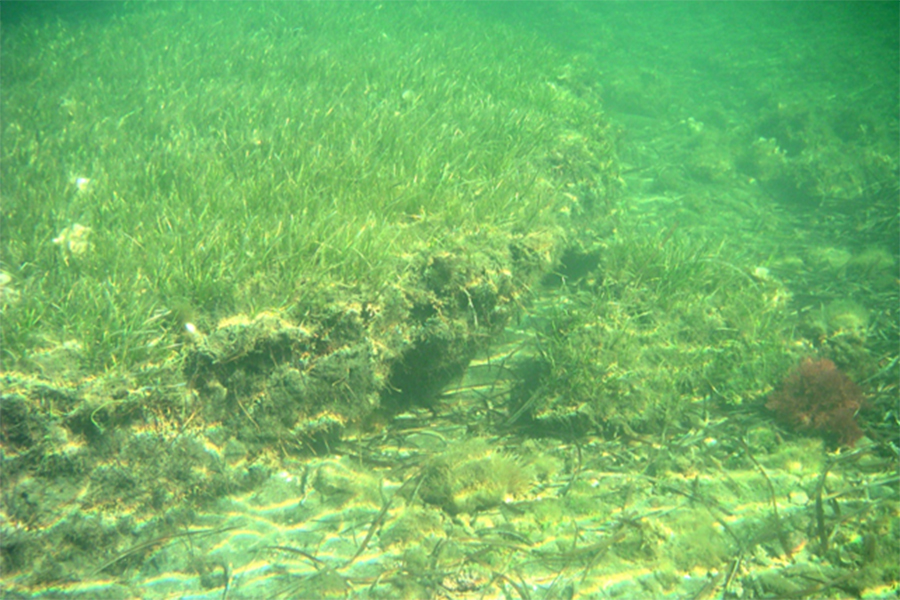 Prateria_di_Cymodocea_nodosa_Ucria_Ascherson