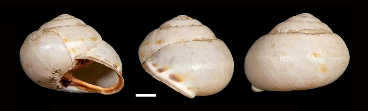 chiocciola fasciata