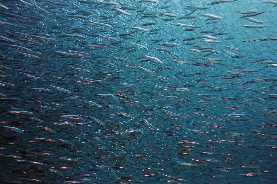 fish-1656504_1280