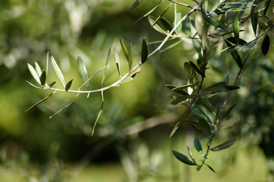 olives-4195771_1280
