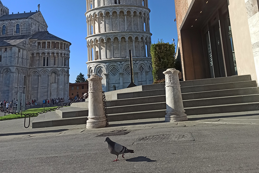 piccioni_1