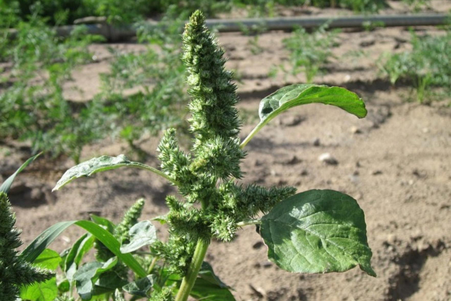 pigweed_amaranthus-retroflexus_web pic_article 1524