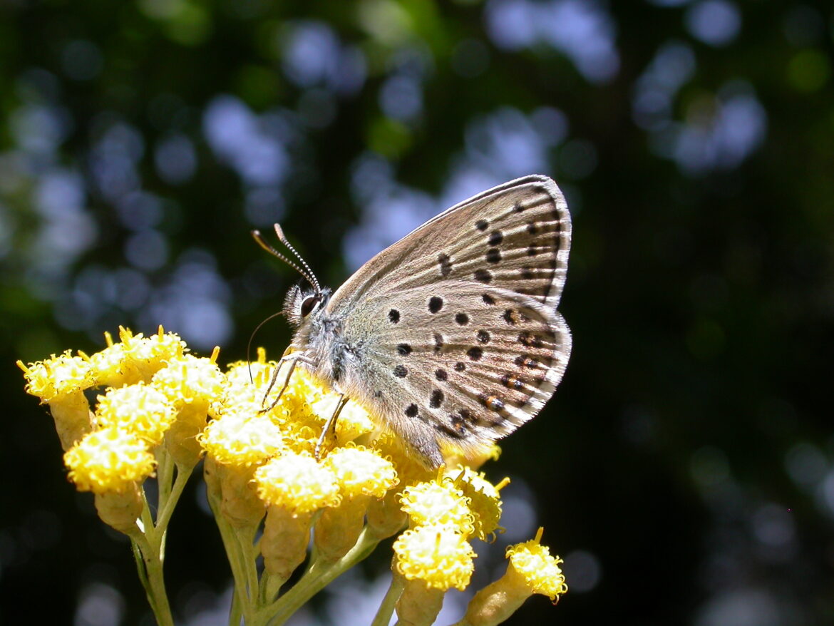 plebejus-bellieri-1170x878