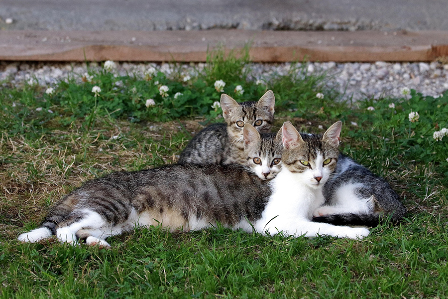 wfranz-cats-4398284_1920